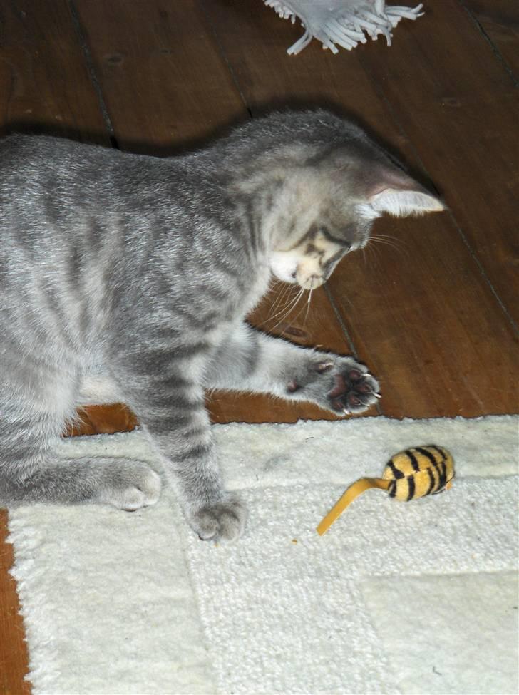 Huskat Silver - Hmm synes den stadig er lidt levende billede 9