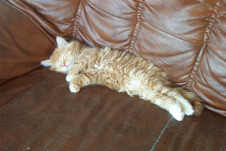 Norsk Skovkat Rudy DØD - Gab hvor er jeg dog træt i dag billede 12