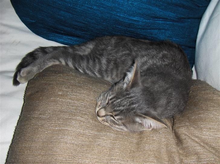 Huskat Silver - Tag lige en slapper billede 10