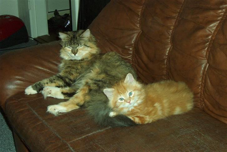 Norsk Skovkat Rudy DØD - Hygge med mor billede 13