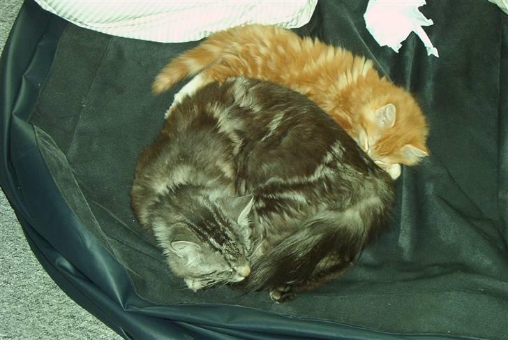 Norsk Skovkat Rudy DØD - Hygge med far billede 14