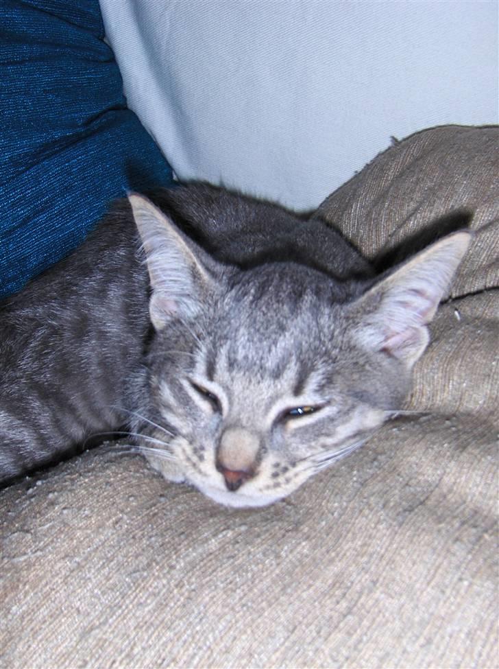 Huskat Silver - Ja man kan jo godt blive lidt træt billede 11