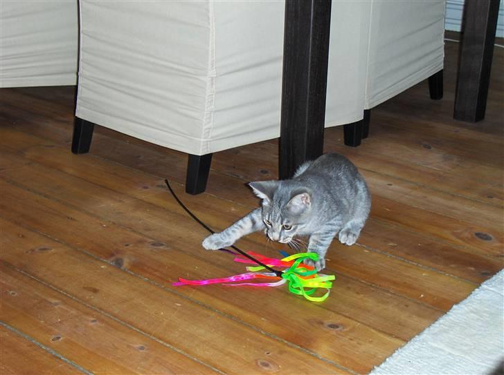 Huskat Silver - Så døde den :) billede 12