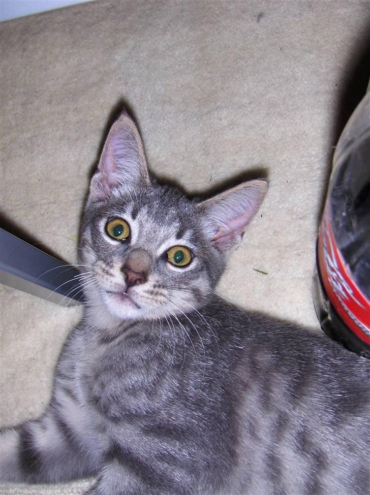 Huskat Silver - Hov hov ik så tæt på billede 13