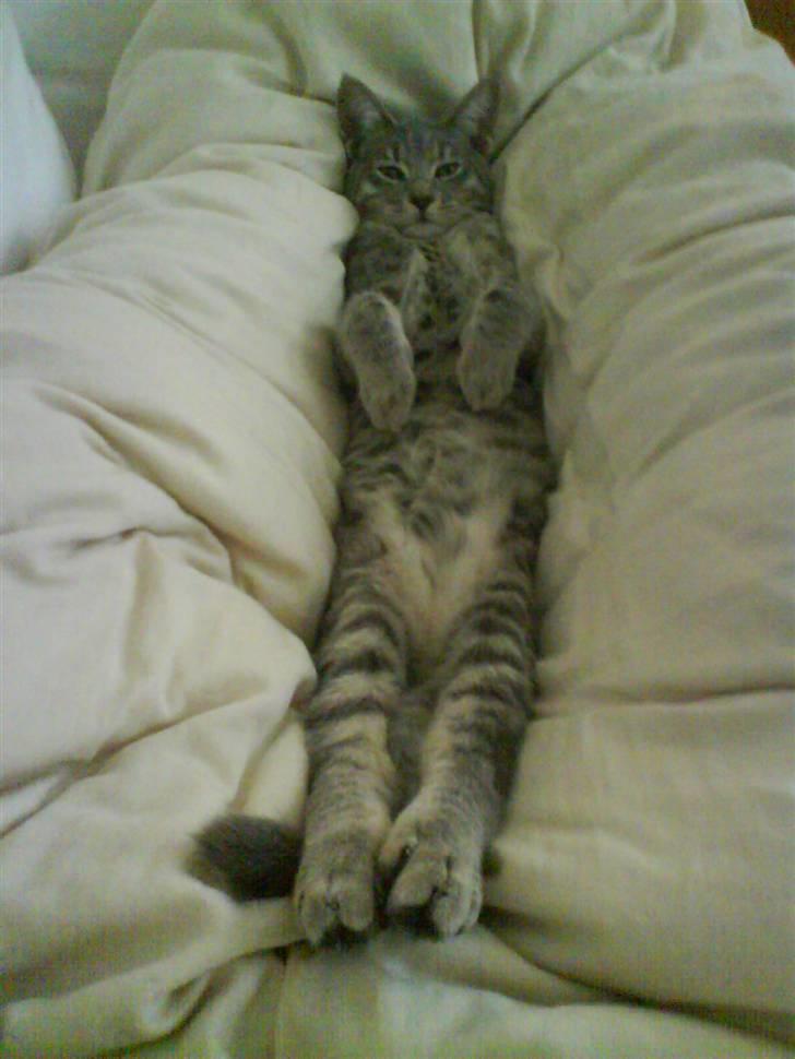 Huskat Silver - Mit ynglingssted at sove billede 14