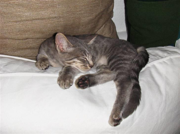 Huskat Silver - Og stilling, elsker det billede 15