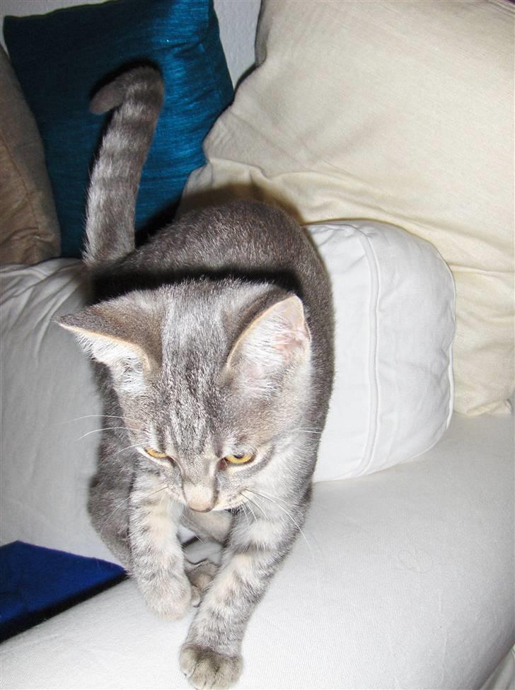 Huskat Silver - Hmmm billede 16