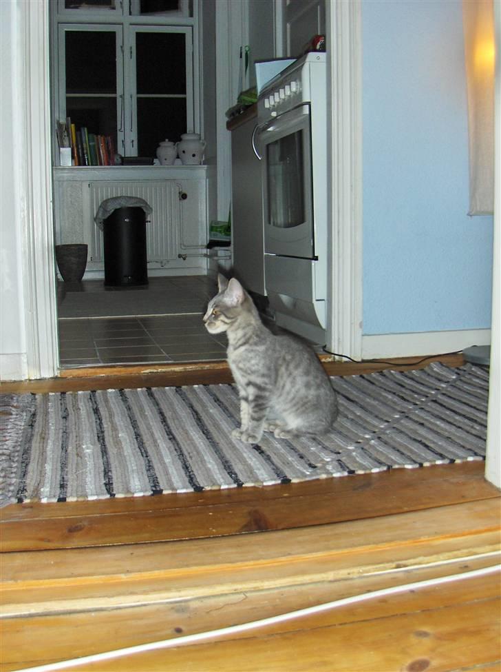 Huskat Silver - Sider lige og kigger mig i spejlet billede 17