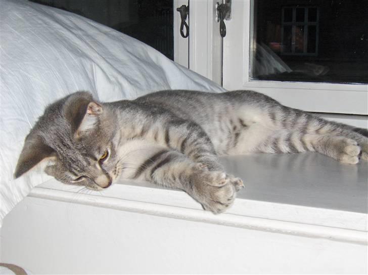 Huskat Silver - Har fundet en vindues plads det er lækkert billede 18