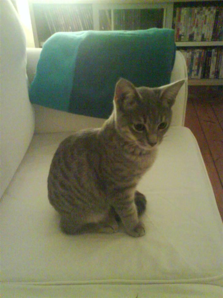 Huskat Silver billede 19