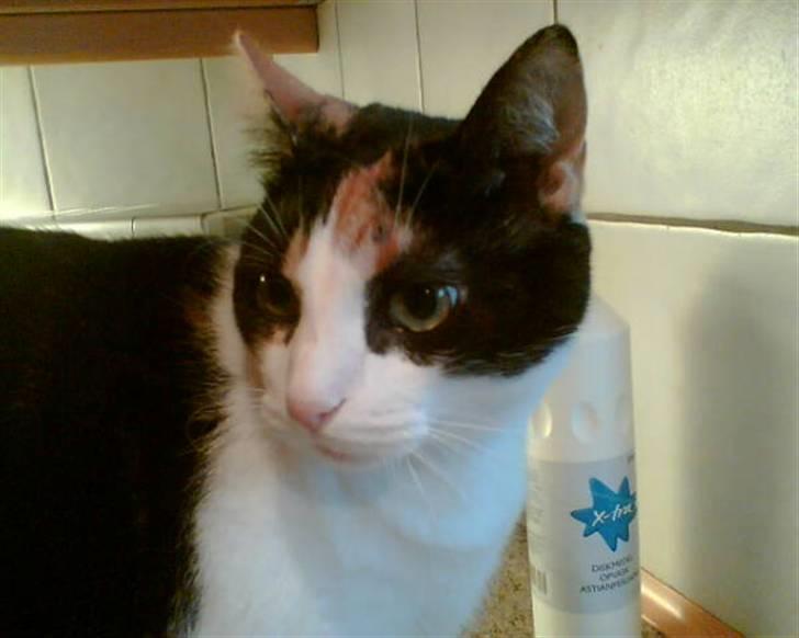 Huskat Frida billede 1