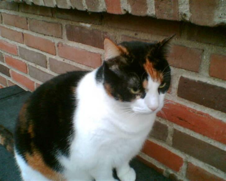 Huskat Frida billede 2