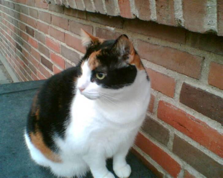 Huskat Frida billede 3