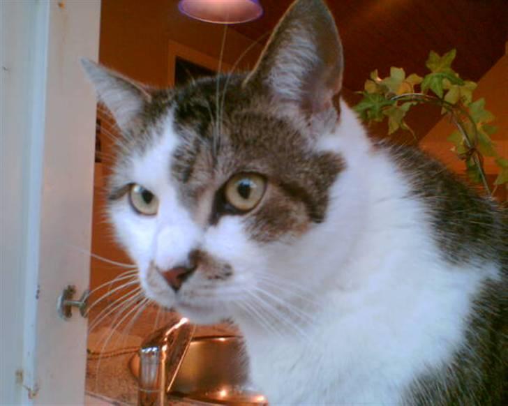 Huskat Mille  R.I.P billede 5