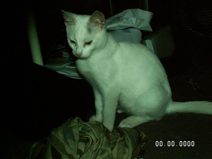 Blanding af racer fister billede 6