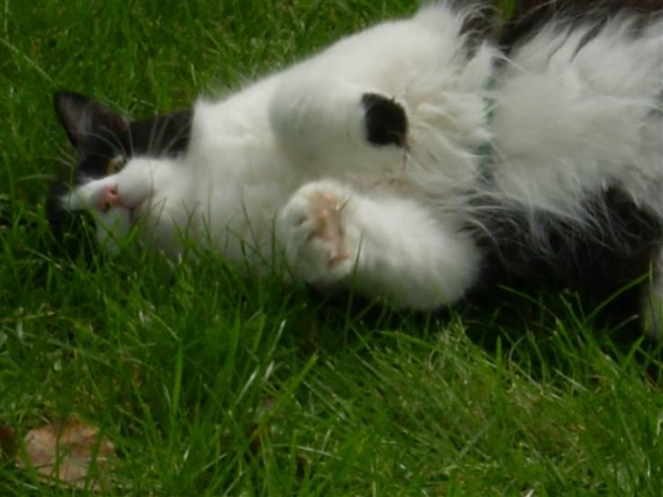 Huskat Zille billede 15