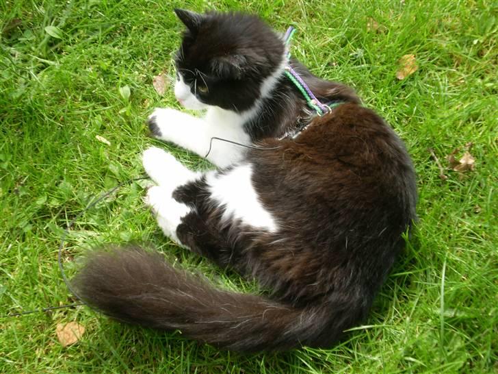 Huskat Zille billede 16