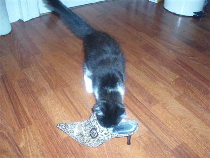 Huskat Zille billede 17