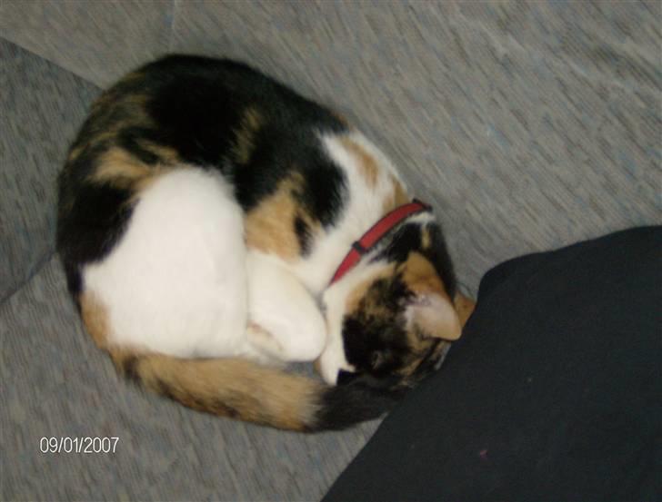 Huskat Snuffie - Helt krøllet sammen som en kugle :-) billede 13