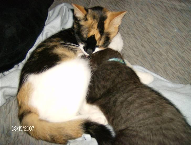 Huskat Snuffie - selvom man har et barn på 15 uger, kan man stadig godt gi en tår mælk billede 14