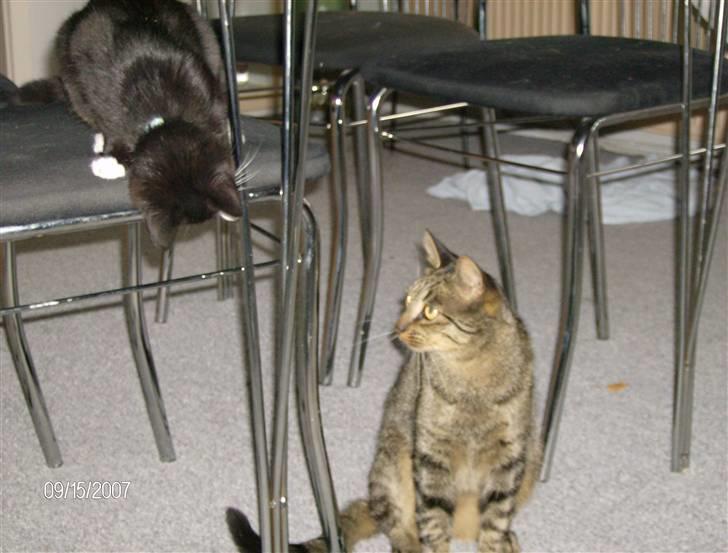 Huskat Max - Endelig er Max og Gystie blevet gode venner! billede 17