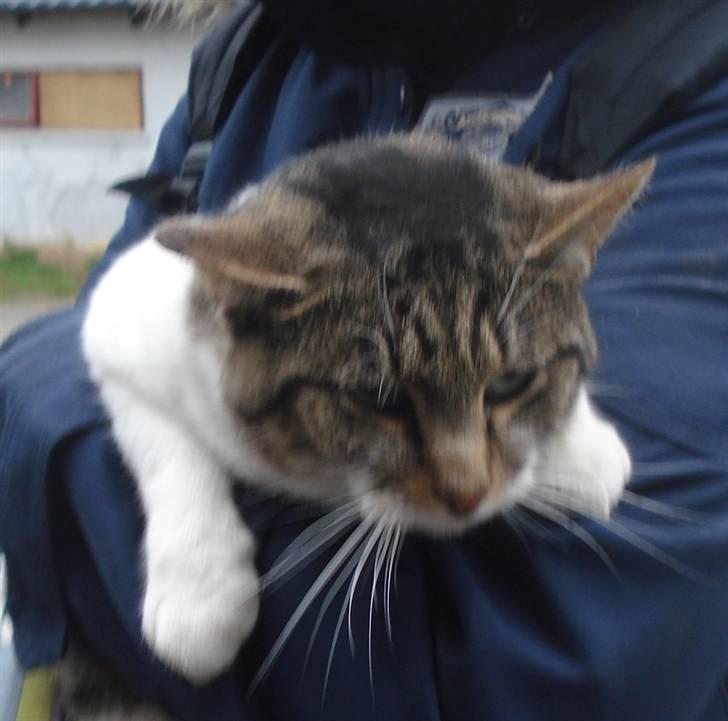 Huskat VRCL's Super Oskar *RIP* billede 3