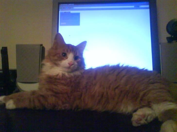 Blanding af racer simba - det er mig som at der er kongen i huset billede 11