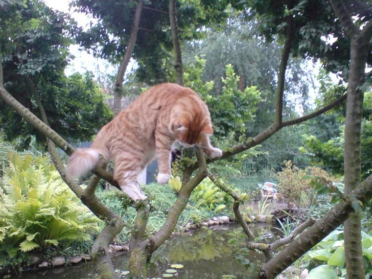 Blanding af racer simba - nu må jeg heller komme ned billede 13