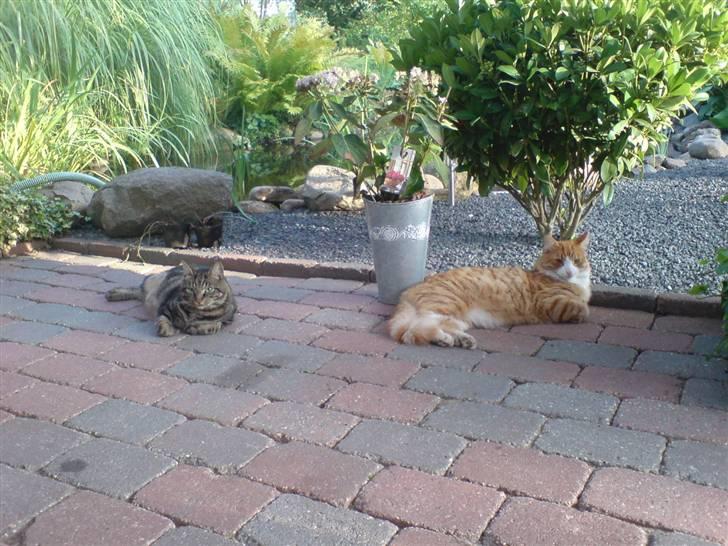 Blanding af racer simba - hygge med bror billede 14