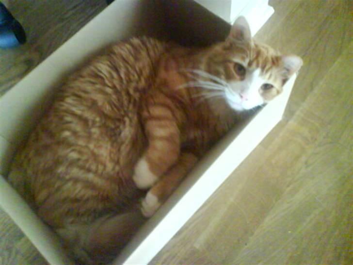 Blanding af racer simba - øv nu er kassen ved at være for lille billede 15