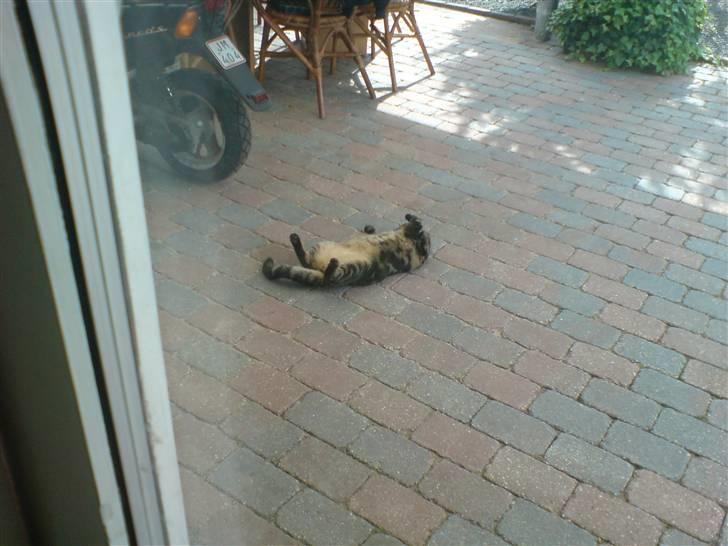 Huskat sortemis - så måske jeg kan få lidt sol på maven?? billede 11