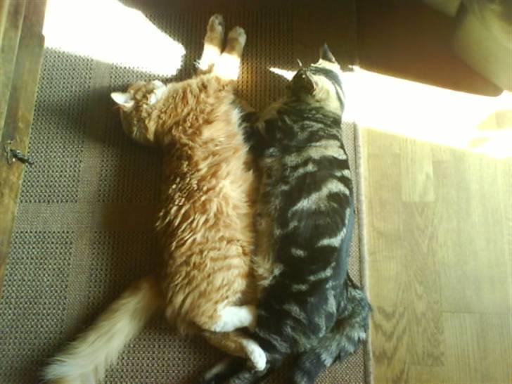 Huskat sortemis - hver er længst?? tror det er mig " i siden" hæhæ billede 12