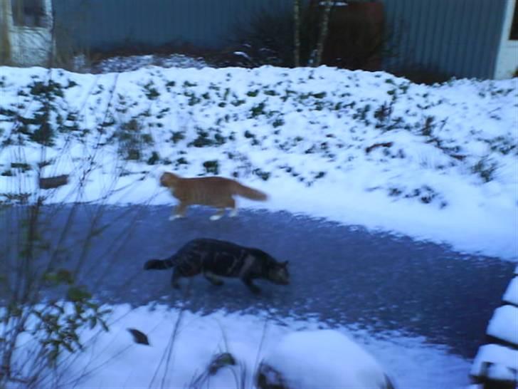 Huskat sortemis - ude på isen men øv fiskene er væk nu billede 13