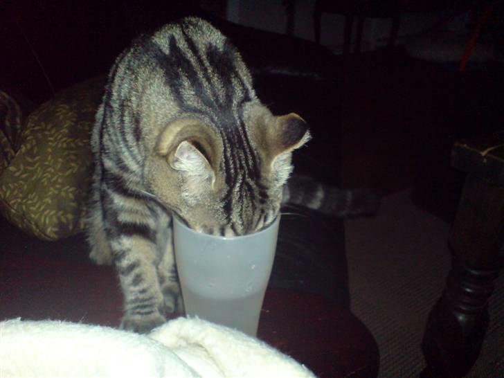 Huskat sortemis - min tunge kan lige nå vandet billede 14