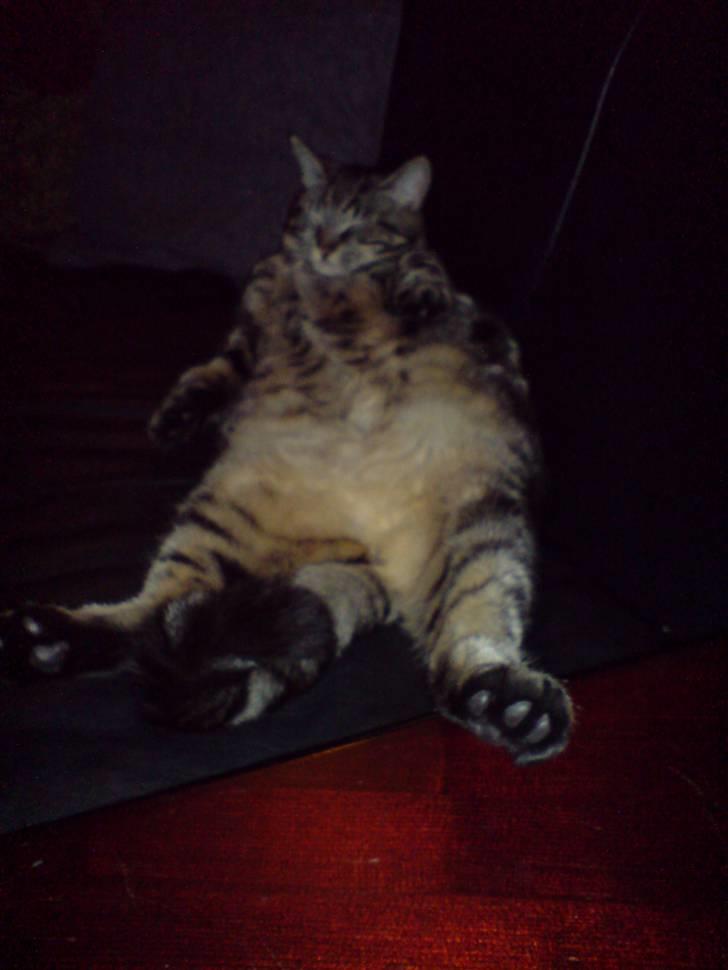 Huskat sortemis - men når jeg bliver alt for træt "falder" hihi jeg på ryggen billede 15