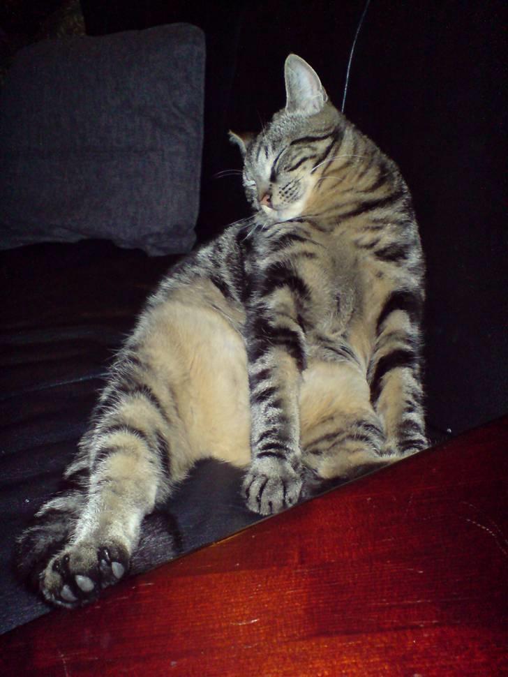 Huskat sortemis - ahh man sidder bedst når man skal sove billede 16