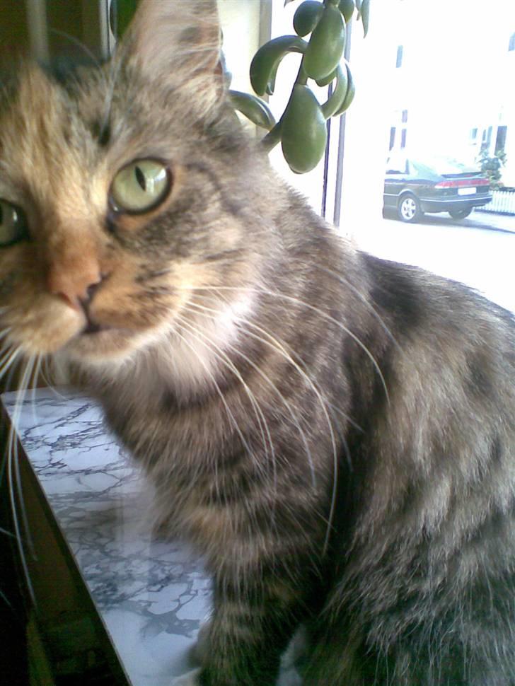 Norsk Skovkat Tulle - Hej... billede 1