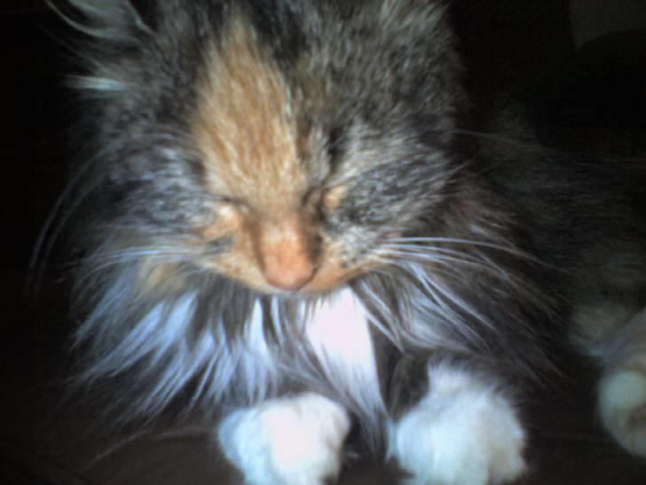 Norsk Skovkat Tulle - Snoooooork billede 2