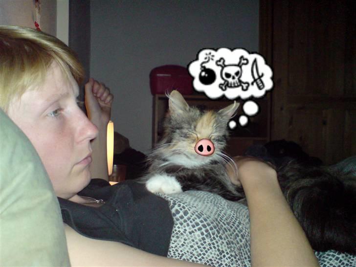 Norsk Skovkat Tulle - Haha hvor sjovt, not.... billede 3