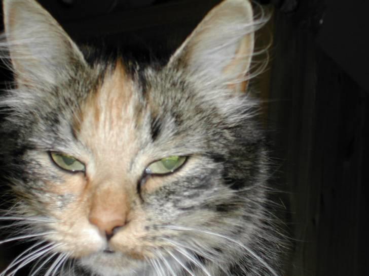 Norsk Skovkat Tulle - Grrrrrr skrid.... billede 4