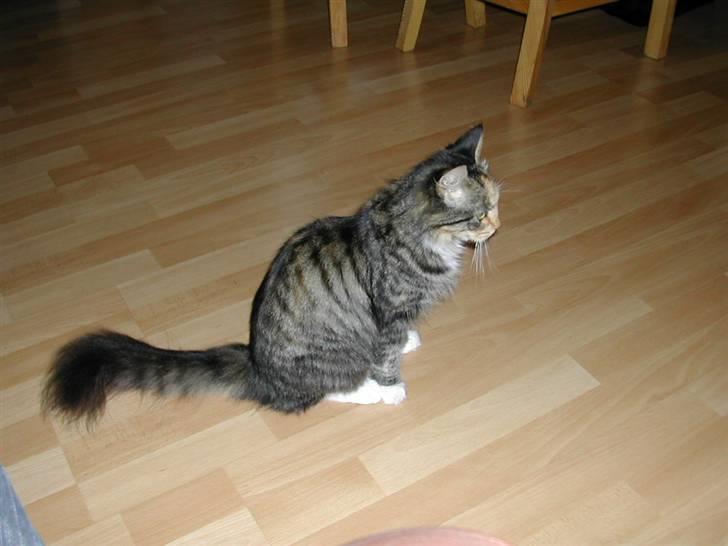 Norsk Skovkat Tulle - Se min hale.... billede 5