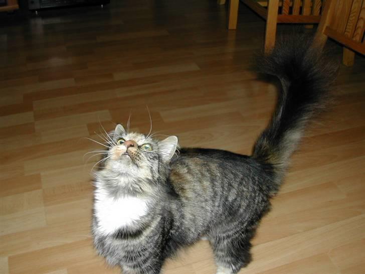 Norsk Skovkat Tulle - Har du flere godbidder???? billede 6