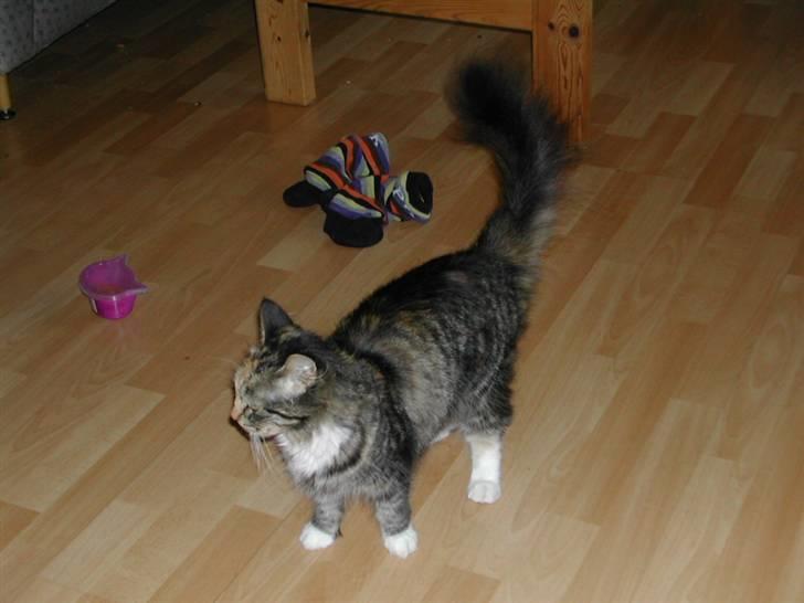 Norsk Skovkat Tulle - Ingen godbidder? Så går jeg sgu.... billede 7