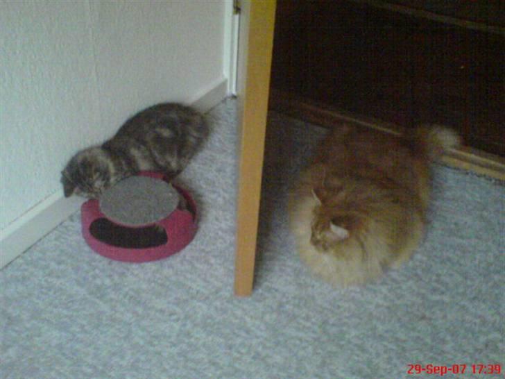 Sibirisk Kat DK Cornelius Westh Soffie - Se lige en størrelses forskel på Soffie og Toulouse! billede 14