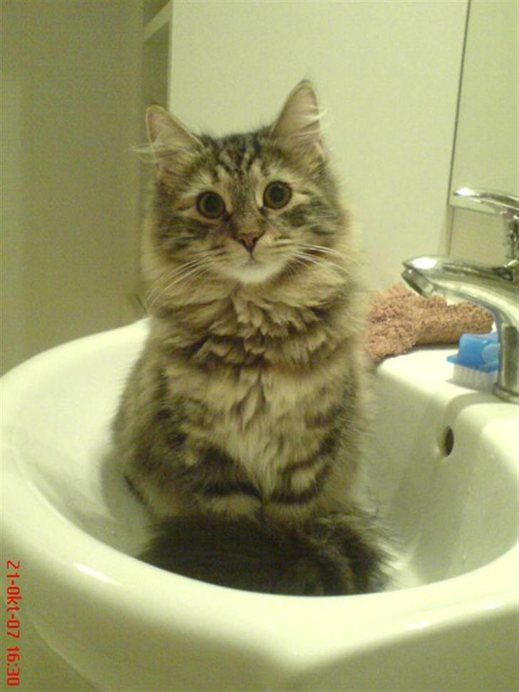 Sibirisk Kat DK Cornelius Westh Soffie - Så smuk prinsessen er :) billede 15