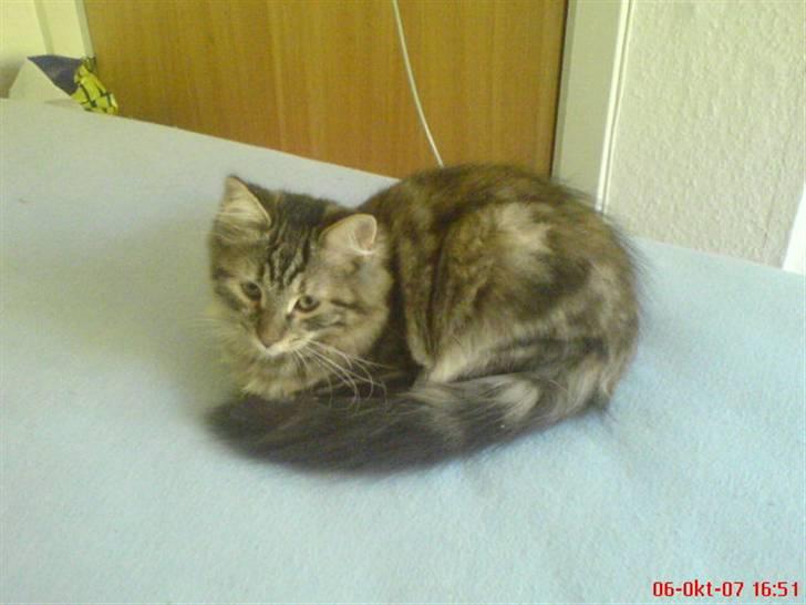 Sibirisk Kat DK Cornelius Westh Soffie - Princess Soffie. billede 16