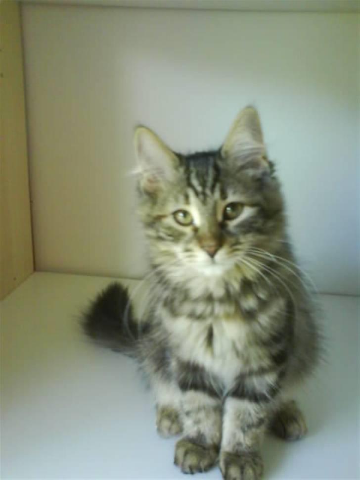 Sibirisk Kat DK Cornelius Westh Soffie billede 17