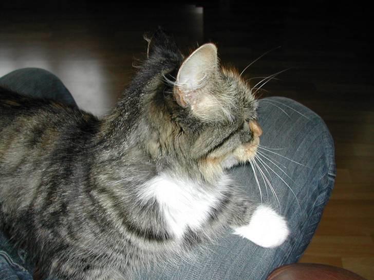 Norsk Skovkat Tulle billede 8