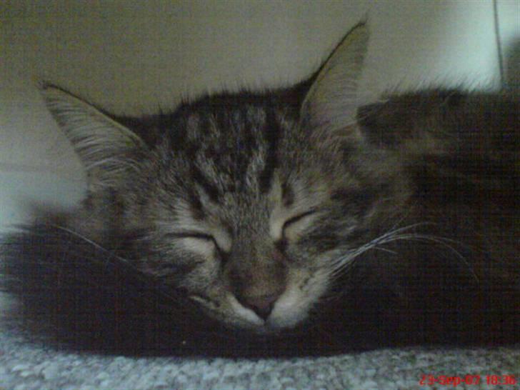 Sibirisk Kat DK Cornelius Westh Soffie - Det er lidt sjovt, både Toulouse og Soffie har det med at vil putte med halen. ;) billede 18