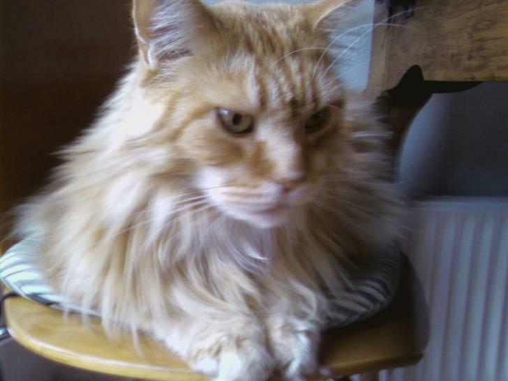 Maine Coon Otto, DKRL Hefaistos billede 1